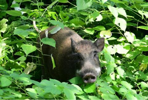 武汉高校野猪横冲直撞现象探究