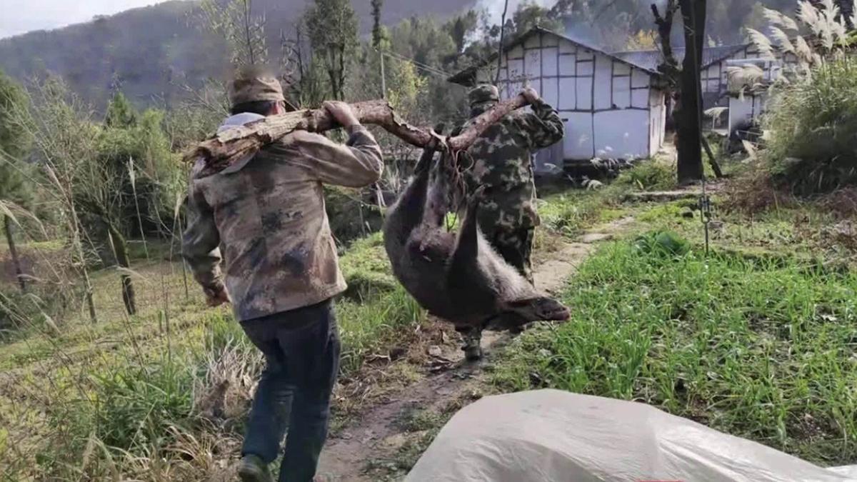 野猪行为研究，新坟拱开现象与逝者衣物遍地的秘密探索