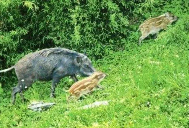 上海市郊野猪攻击人事件辟谣分析报告