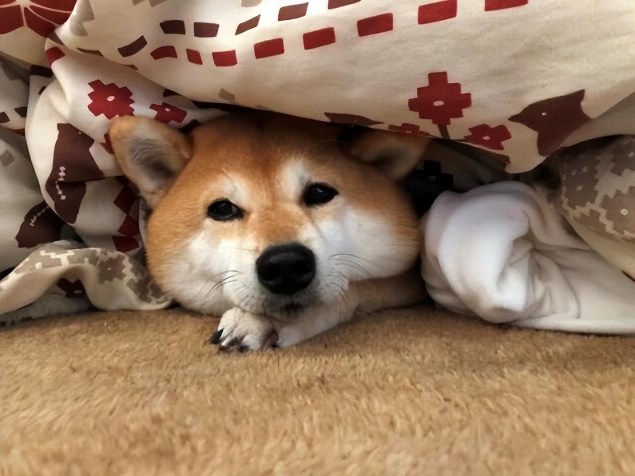 Doge狗狗币最新行情深度解析