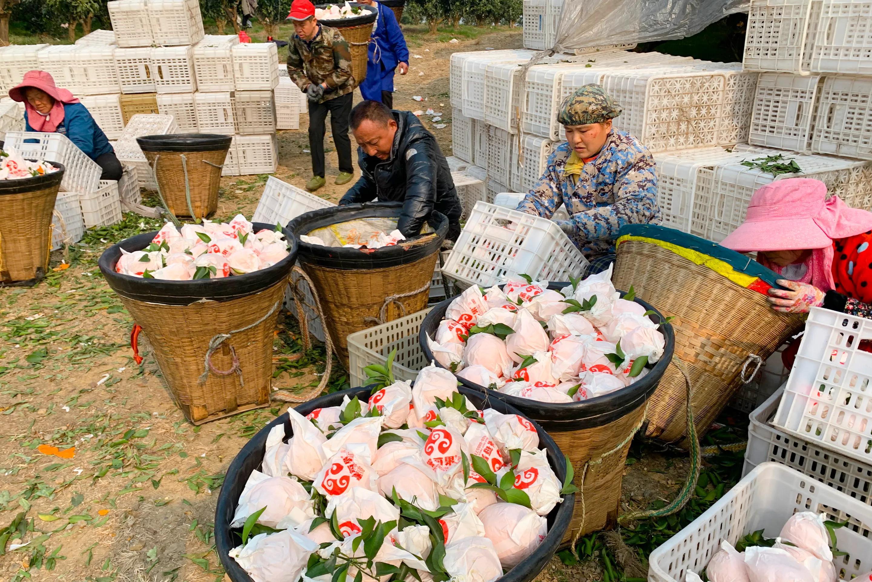 商品市场规律揭秘，探索市场运行的奥秘