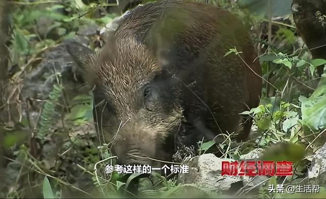 野猪肉为啥不能摆上餐桌？