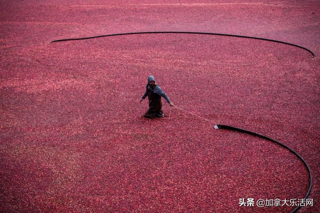 加拿大邮政工人罢工事件深度解析，背景、技术特点与应对策略分析