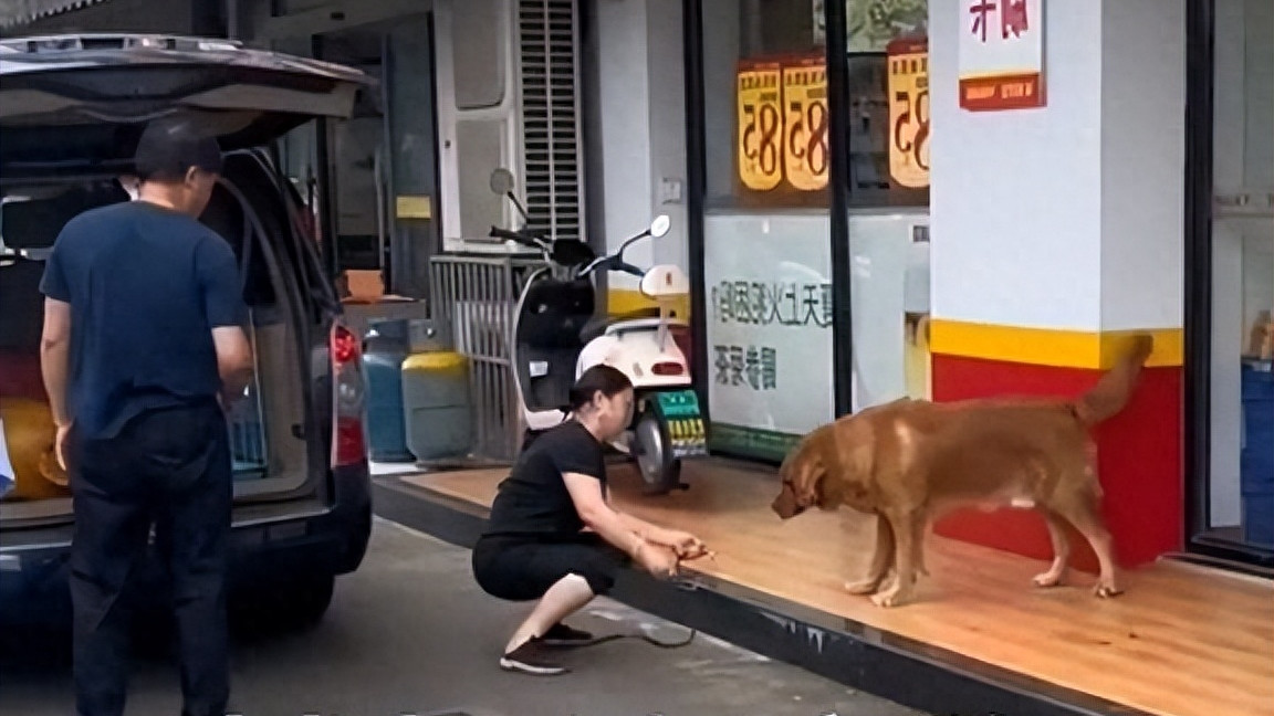 疯狂撕咬！大型犬围攻女子