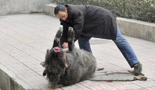 男子暂时收养每日蹭吃的野猪