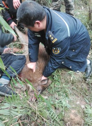 男子暂时收养野猪的日常观察分析报告，探究野猪蹭吃现象的背后原因与影响