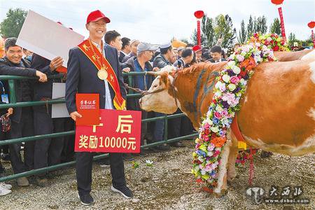 马拉松冠军奖励一头牛