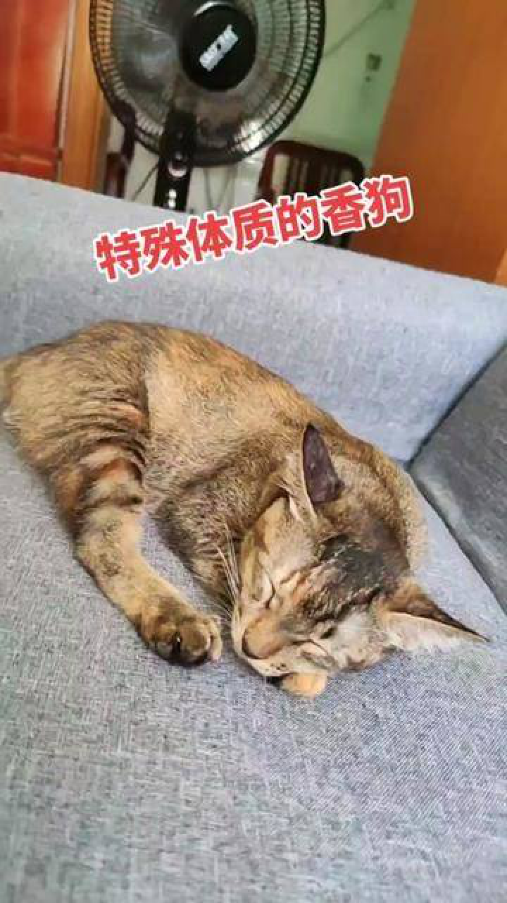 女孩拯救受冻小猫，吹风机吹两小时