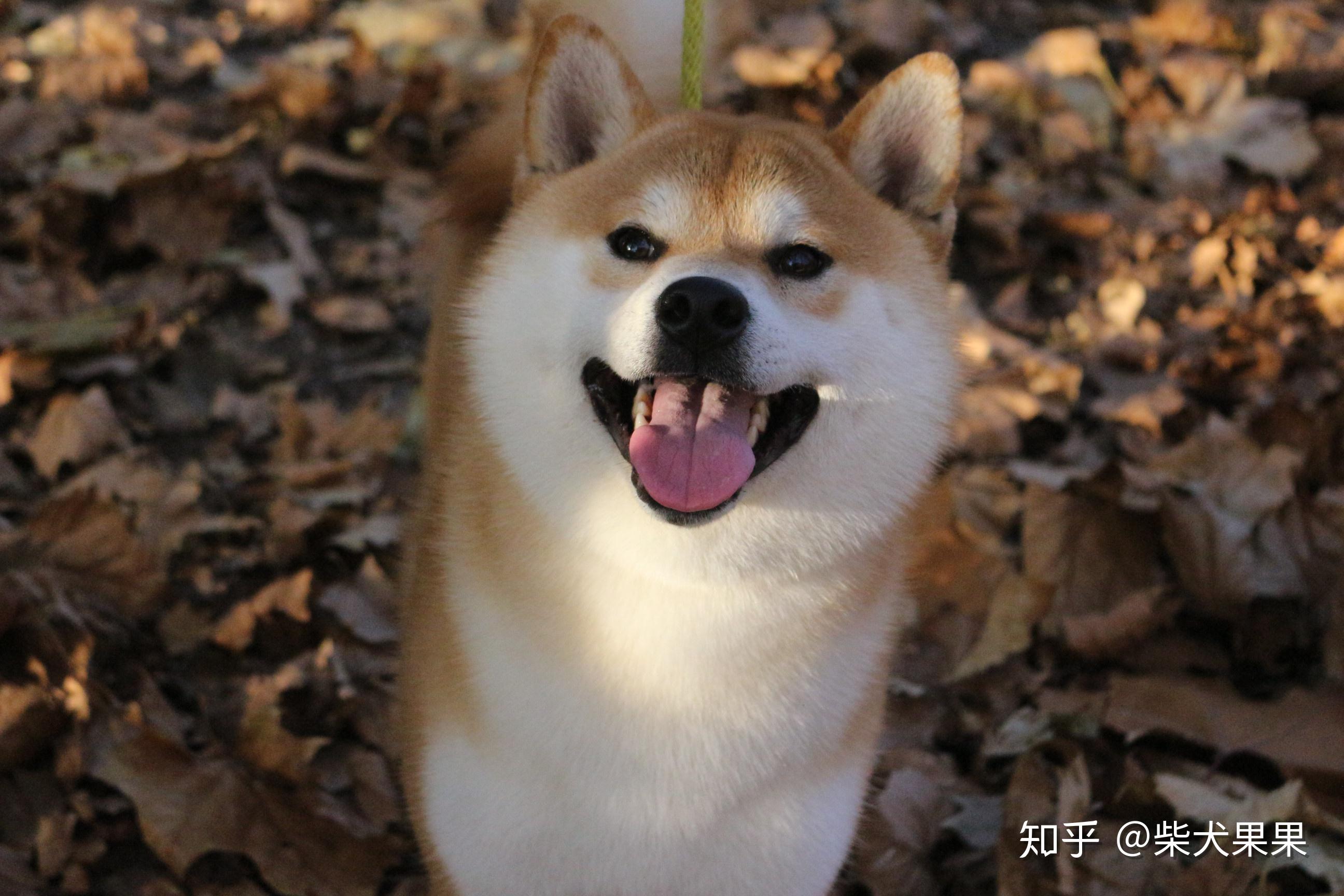 柴犬币，从两千元到八千万的数字化转型奇迹之旅