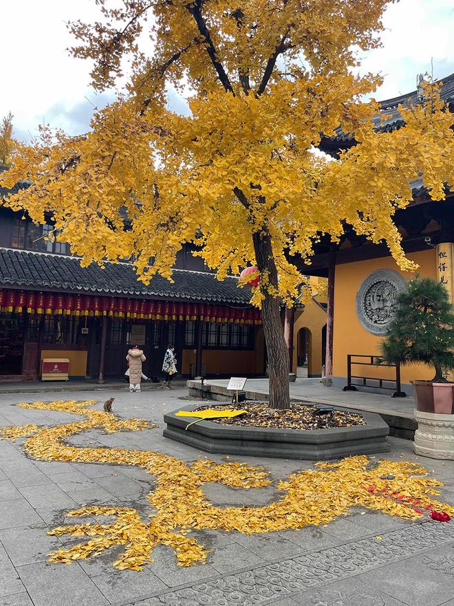 上海龙华寺银杏猫咪走红