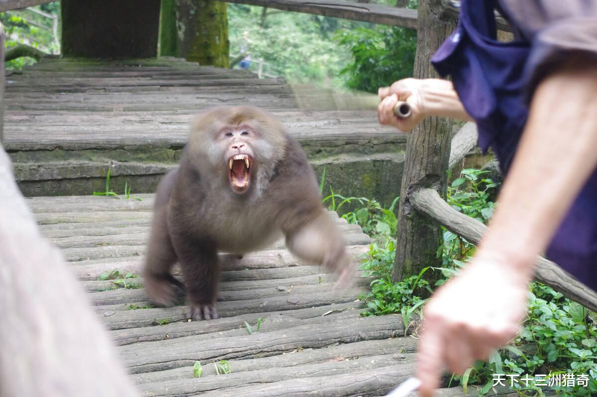 张家界游客与猴子互殴，景区回应