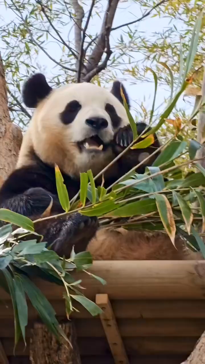 福宝吃播上新，美味瞬间引爆味蕾！