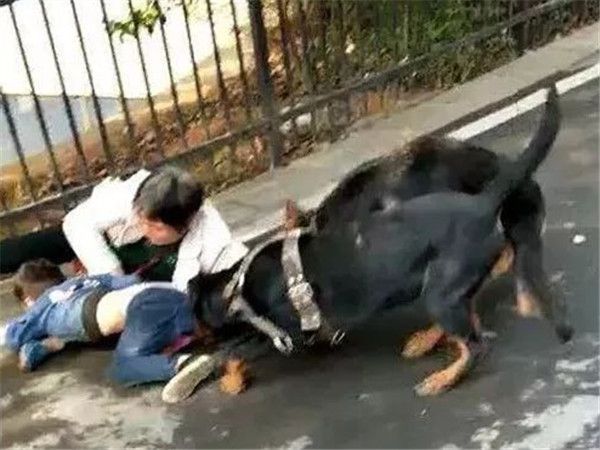 母女公园遭犬只撕咬悲剧的背后，警示与反思