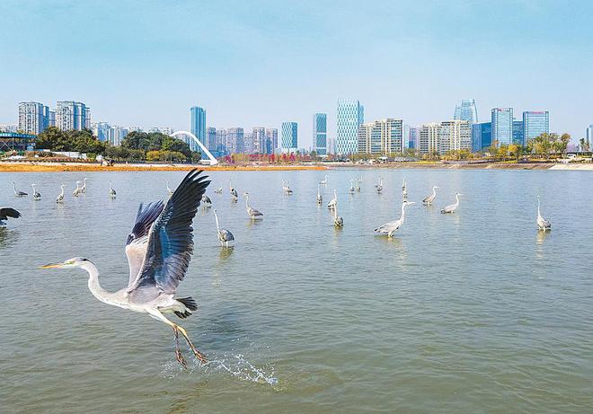 成都加强鸟类迁徙通道检测，守护飞行生命线行动启动